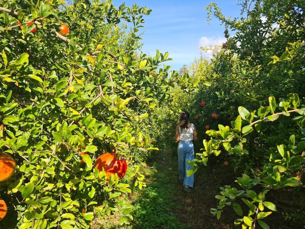 recolecta tus propias frutas en alicante con niños