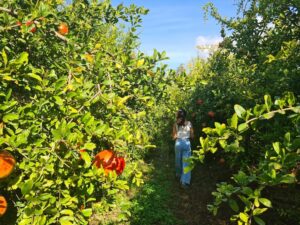 recolecta tus propias frutas en alicante con niños