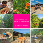 recolectar granadas Alicante, plan familiar recolectar fruta, actividades otoño niños Alicante