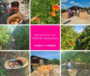 recolectar granadas Alicante, plan familiar recolectar fruta, actividades otoño niños Alicante