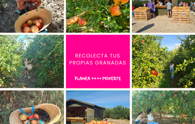 recolectar granadas Alicante, plan familiar recolectar fruta, actividades otoño niños Alicante