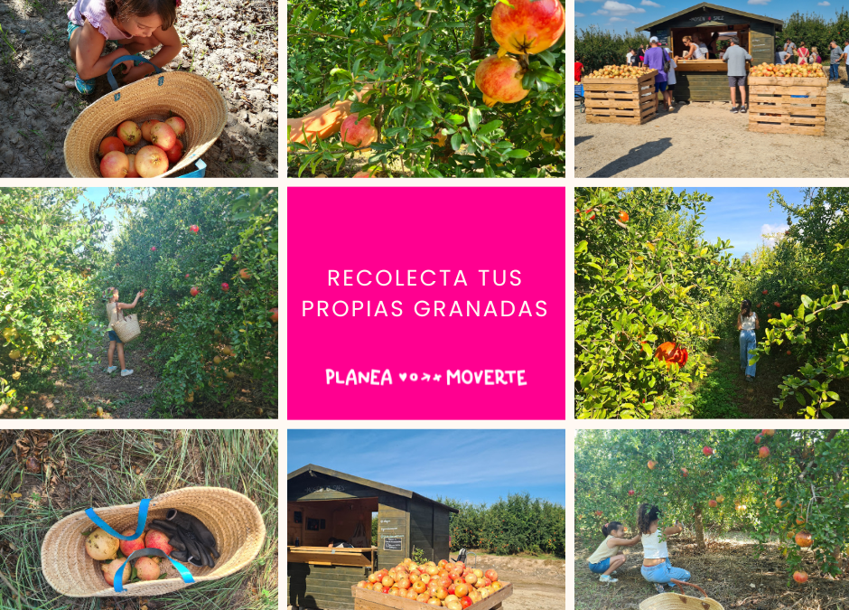 recolectar granadas Alicante, plan familiar recolectar fruta, actividades otoño niños Alicante