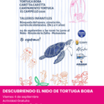 Descubre el nido de la Tortuga Boba, el campello. Planes con niños en alicante