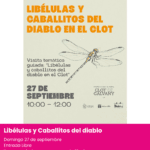 Taller sobre libélulas y caballitos del diablo en el Clot de Galvany, Elche