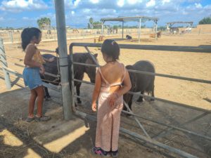 Alicante with kids, plans and activities